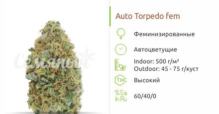 Сорт конопли Auto Torpedo Auto Torpedo от VIP Seeds