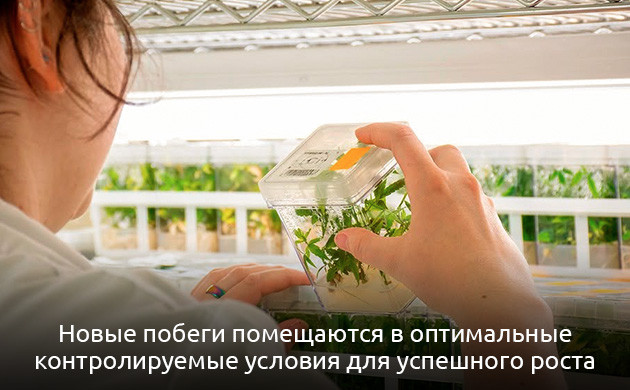 Размножение побегов Помещение новых побегов в контролируемые условия