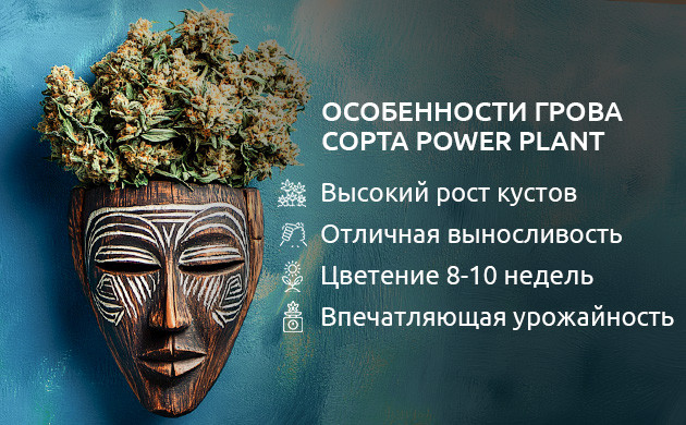 Характеристики выращивания сорта марихуаны Power Plant Основные характеристики выращивания сорта