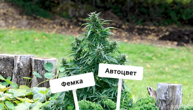 Автоцветущие феминизированные сорта для аутдора