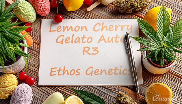 Гроурепорт сорта Lemon Cherry Gelato Auto R3 от Ethos Genetics