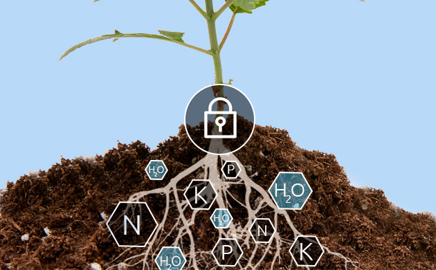 Усвоение воды и питательных веществ Питание растения через корень