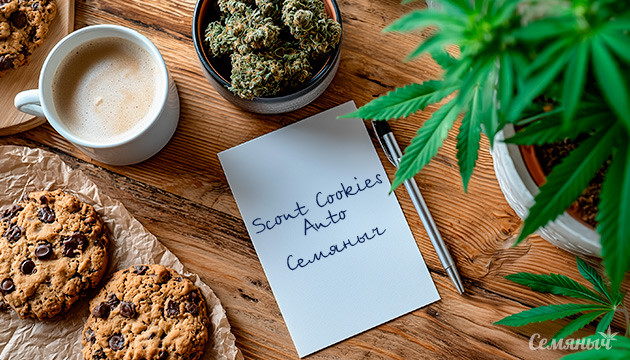 Выращивание сорта марихуаны Scout Cookies Auto от «Семяныча» Гроурепорт сорта Scout Cookies Auto от «Семяныча»