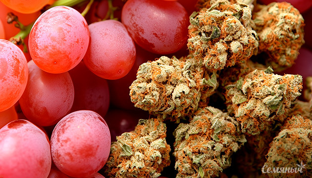 Генетика конопли Grape Ape Сорт конопли Grape Ape