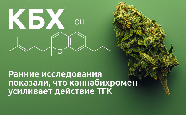 КБХ: усиление эффекта ТГК Терапевтический потенциал каннабихромена