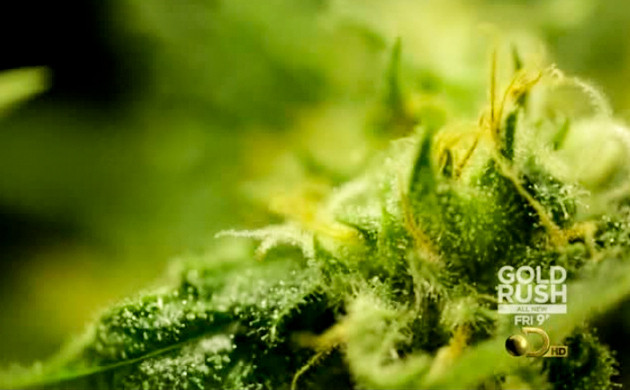 Марихуана в законе 2012 год Марихуана в законе 2012 год