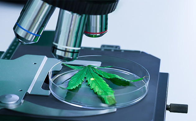 Микроорганизмы как источник ферментов Микроорганизмы для ферментов