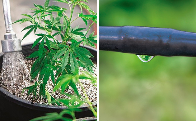 Полив в жаркую погоду Правила полива в жару