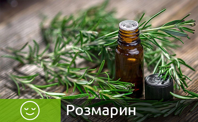 Розмарин и марихуана Ветки розмарина