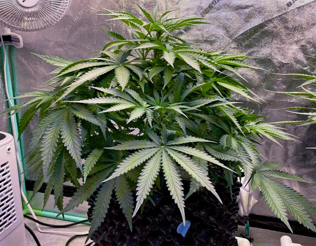 Куст конопли в начале цветения с быстрым ростом