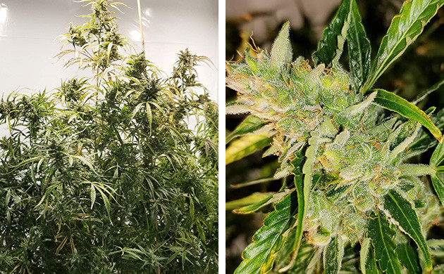 Бошки сорта конопли West Coast OG Последние дни стадии цветения каннабиса