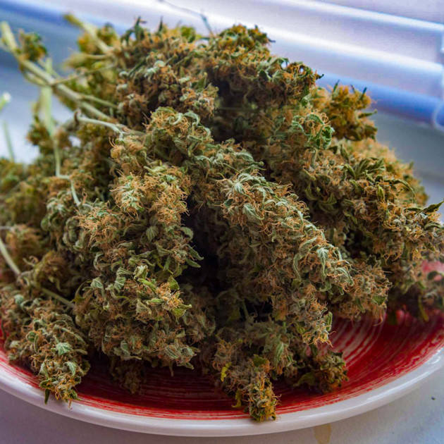 Полученный урожай Собранные шишки Auto White Widow