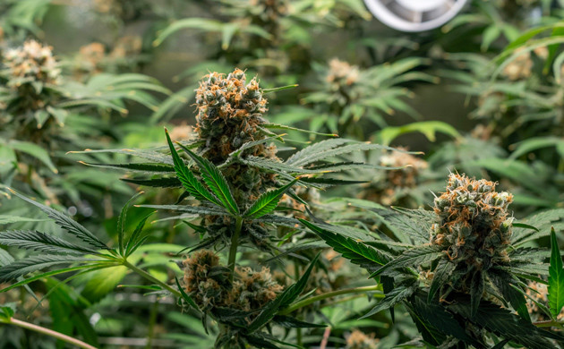 Промывка Delicious Candy Early Version fem на 13 неделе гровинга Куст Delicious Candy Early Version fem перед харвестом