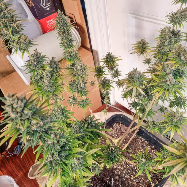 Заключительный этап роста марихуаны Apple Betty ростом 61 см