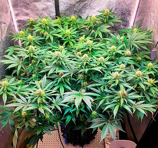 Дефолиация и LST Куст RS11 от 7CH American на 9 неделе развития