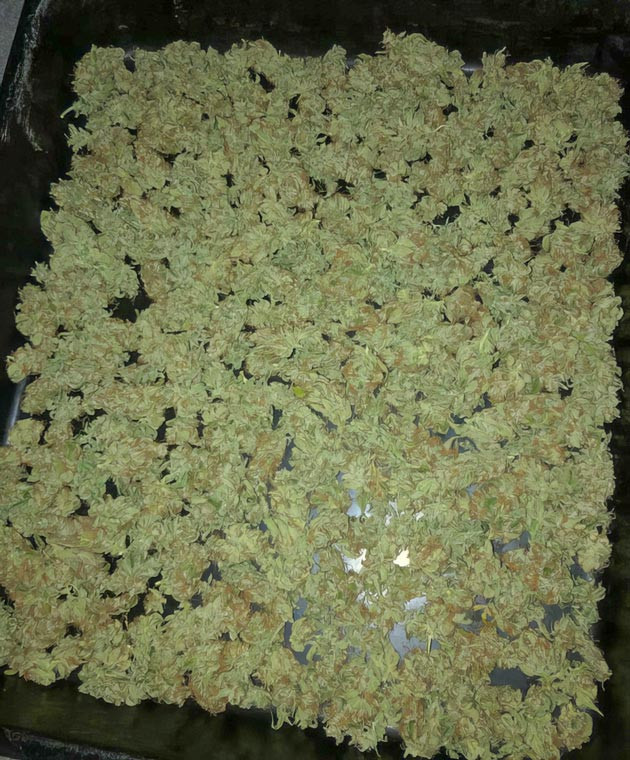 Pink Rozay Auto для ценителей автоцветов Простое выращивание и хороший урожай Pink Rozay Auto