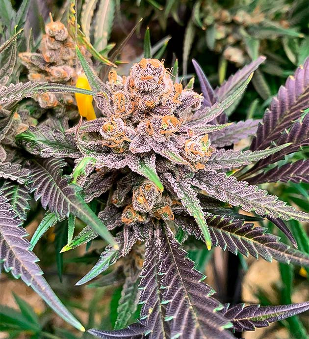 Аромат дизеля и земли Куст Gorilla Glue #4 на последней неделе выращивания