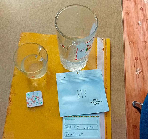 Проращивание семени Проращивание сорта Sexy Cinderella Auto