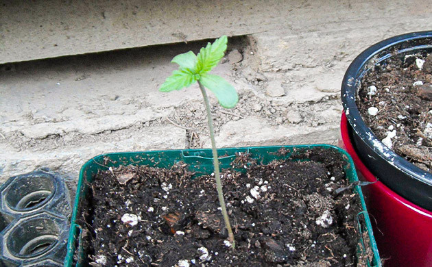 Формирование первых пар листьев Росток на длинном стебле в ауте