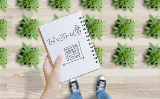 30-40 кустов на квадратный метр