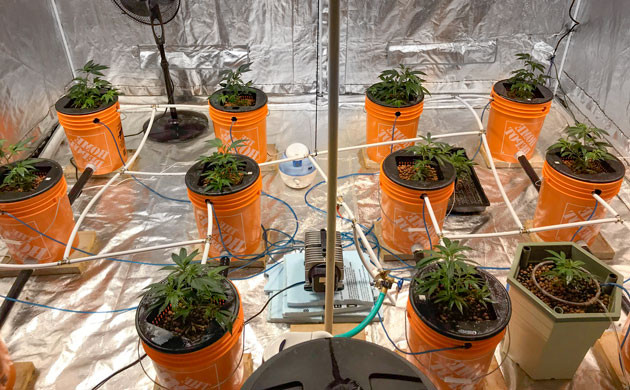 Выращивание конопли в гидропонике Кусты каннабиса в гидропонике