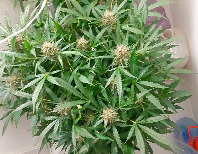 Полив и уход за растихой Возвращение в гроверную Bruce Banner Auto