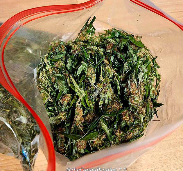 Сушка конопли Шишки сорта GG4 Sherbet FF fem