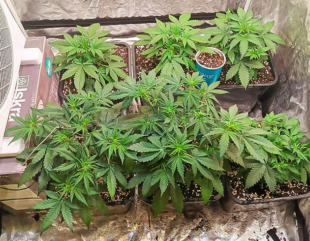 Выбор горшков и субстрата для автоцветов Cream Caramel Auto: использование 12-литровых горшков