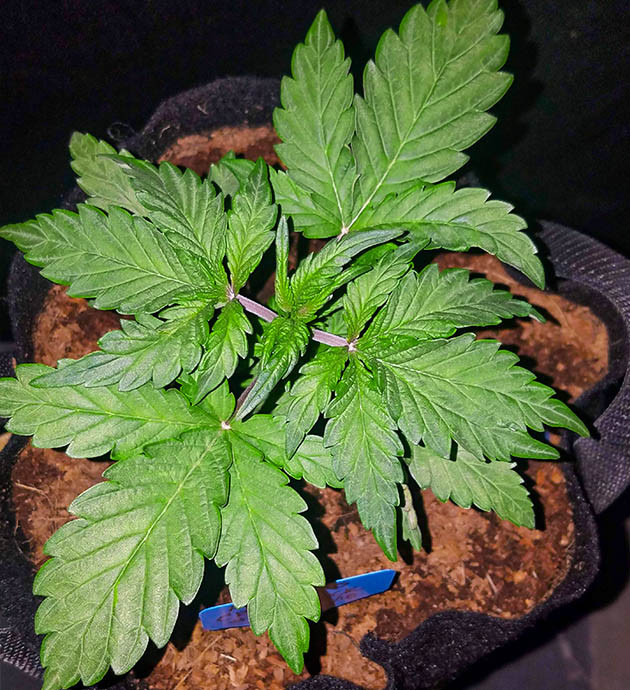 Бодрый рост на 3 неделе Формирование новых побегов