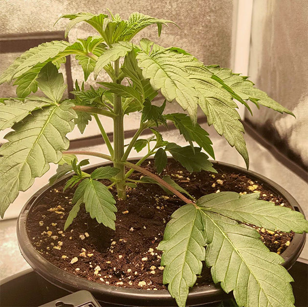 Lemon Tree: борьба с высокой температурой Борьба с высокой температурой в боксе