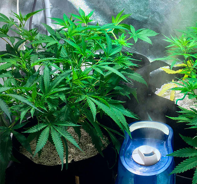 Третья пересадка конопли Куст после пересадки в горшок на 11 литров