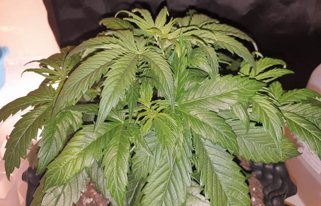 Тренировка растения Wedding Cake Auto Подготовка куста Wedding Cake Auto к цветению