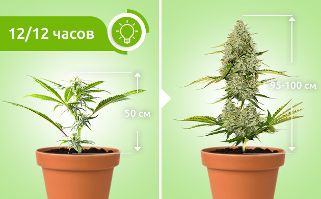 Смена светового режима Рост растения с переходом на цветение