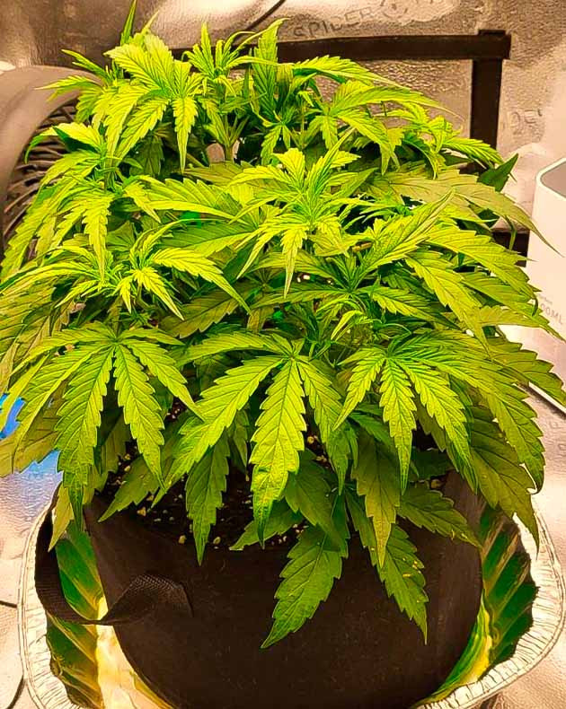 Проведение LST тренировки Куст Forbidden Runtz Auto от FastBuds ростом 20 см