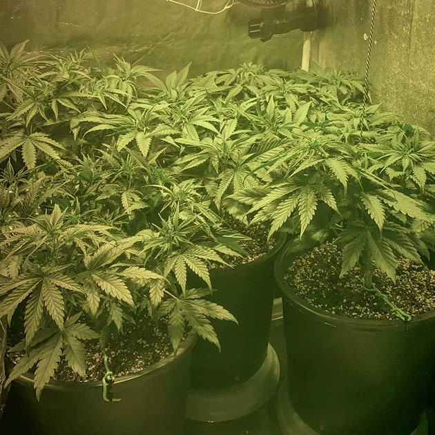 Поставил ScrOG сетку Конопля на последней неделе вегетации