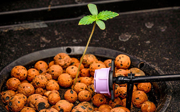 Как уровень pH влияет на осмос и водообмен в корнях конопли Оптимальный pH для водопоглощения каннабисом