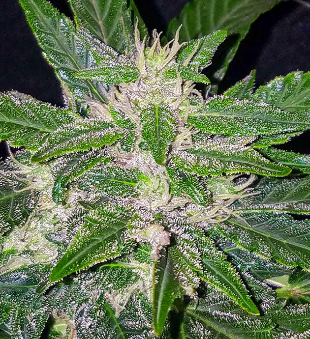 Соцветие покрытое трихомами Бутон конопли с белыми волосками и трихомами