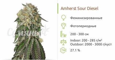 Сорт конопли Amherst Sour Diesel Amherst Sour Diesel fem от Humboldt Seeds