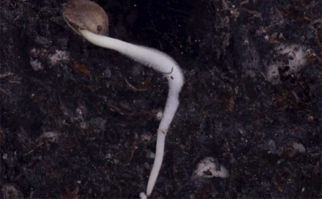 Проверка геотропизма на практике Геотропизм: корни к центру земли