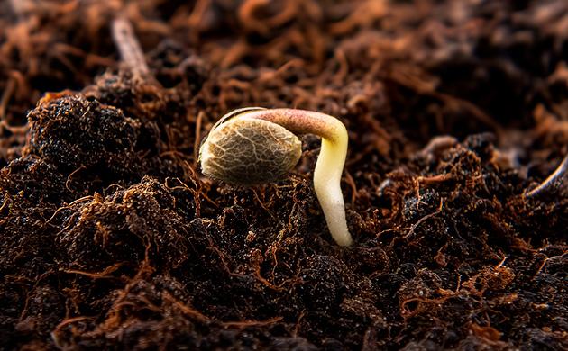 Гиббереллины – фитогормоны, отвечающие за стремительные рывки роста Гиббереллины – ускорители вытягивания