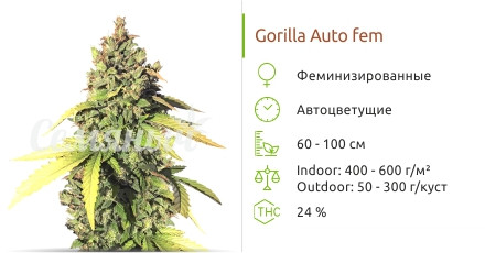 Сорт марихуаны Gorilla Auto Gorilla Auto от сидбанка Семяныч