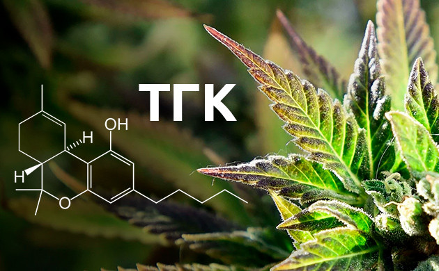 История исследований свойств каннабиса в Израиле Израиль — мировой лидер в изучении марихуаны