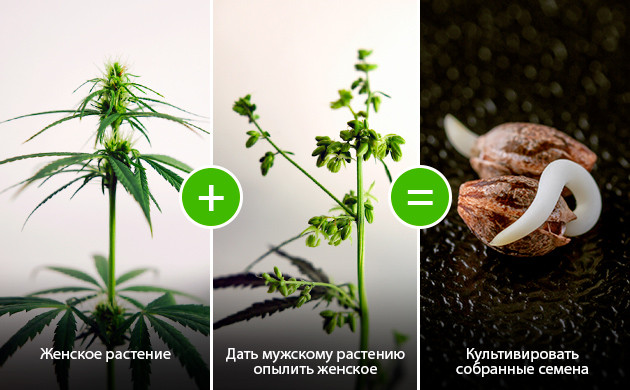 Размножение из одной партии Размножение из одной партии: разнообразие и возможности