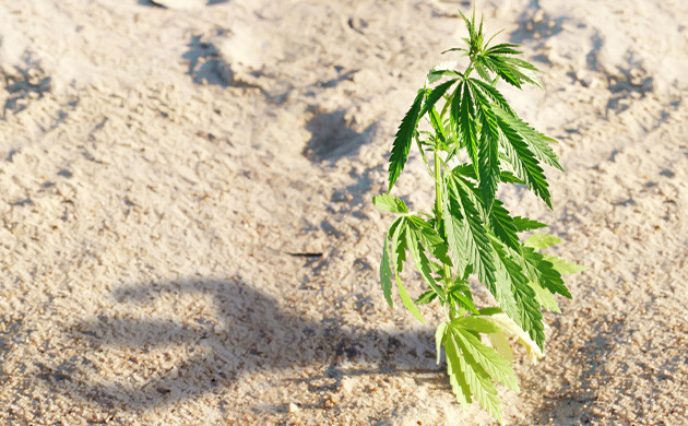 Качество генетики автоцветущих сортов Фактор генетики