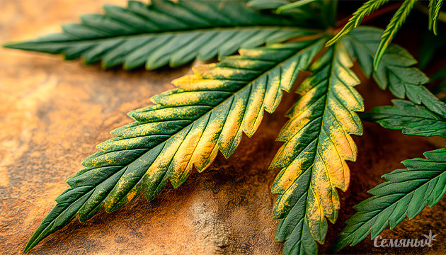 Симптомы стрессов на листьях конопли Визуальная диагностика листьев каннабиса