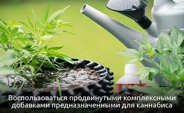 Удобрение конопли при дефиците молибдена Что делать при дефиците молибдена у каннабиса