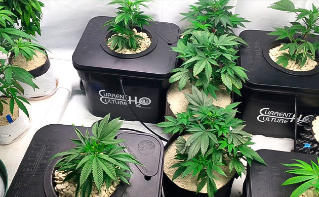 Система RDWC: оптимизация водоснабжения для конопли DWC vs RDWC: что подходит для вашего выращивания?