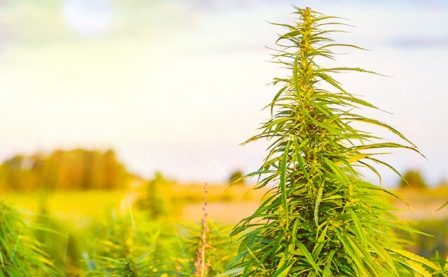 Формирование кроны куста в аутдоре Естественное освещение конопли