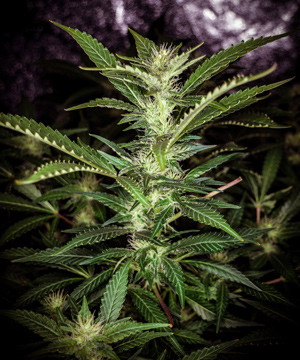 Появление запаха на 12 неделе выращивания Цветущее соцветие Tutankhamon