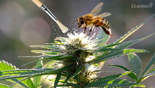 Опыление марихуаны Опыление конопли
